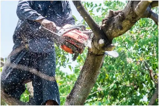 tree services Fitchburg